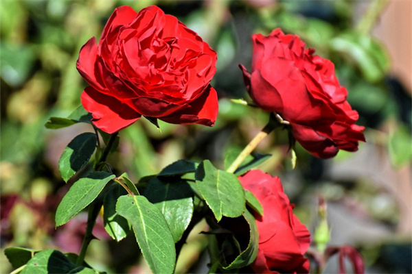 白菊多肉怎么繁殖(白菊多肉怎么養才多頭)