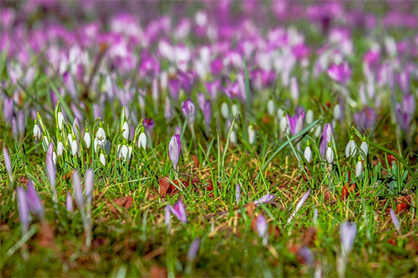 茶室適合放什么綠植(茶室適合放什么綠植植物)