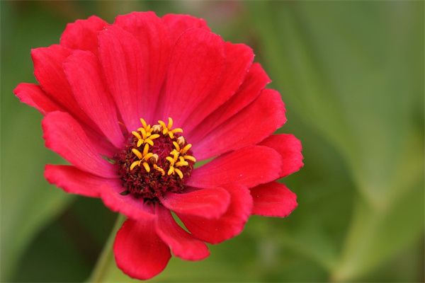 適合在客廳養的盆栽植物(適合在客廳養的盆栽植物有哪些)