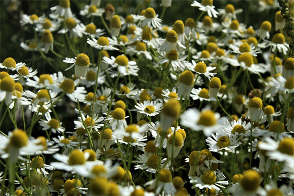 媽媽的生日禮物送什么花(媽媽的生日應該送什么花)