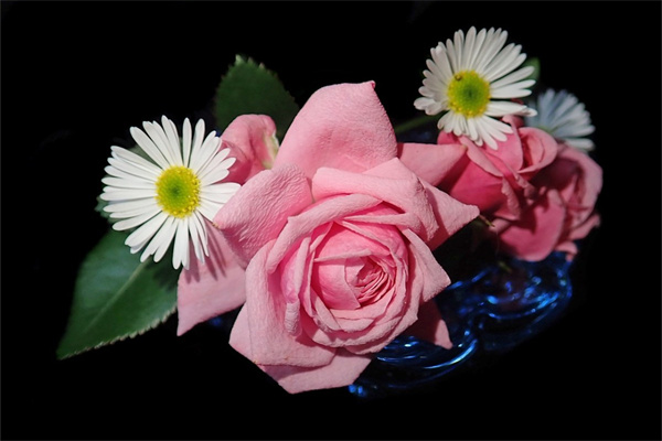 道歉要送什么花(道歉送什么花給女性朋友)