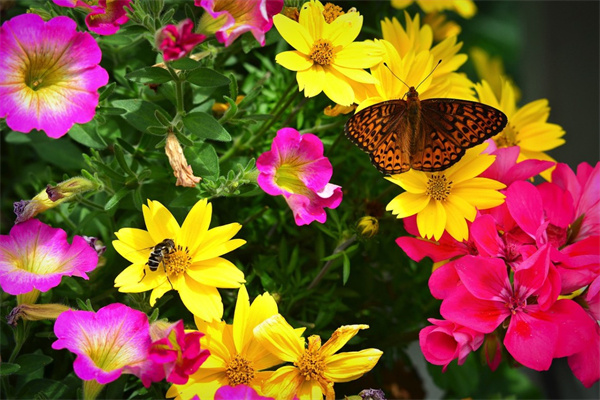 農村庭院影壁前種什么花草好(院內影壁墻前種什么好)