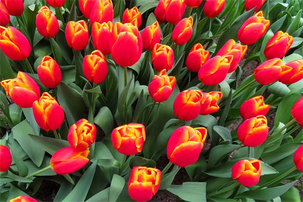 易養的多肉植物(容易養的多肉植物)