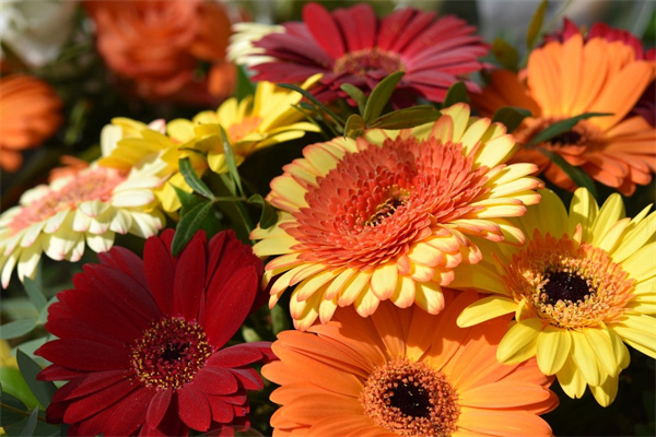 草地上開(kāi)滿(mǎn)了各種花有什么花(草地上開(kāi)滿(mǎn)了各種花有什么花朵)