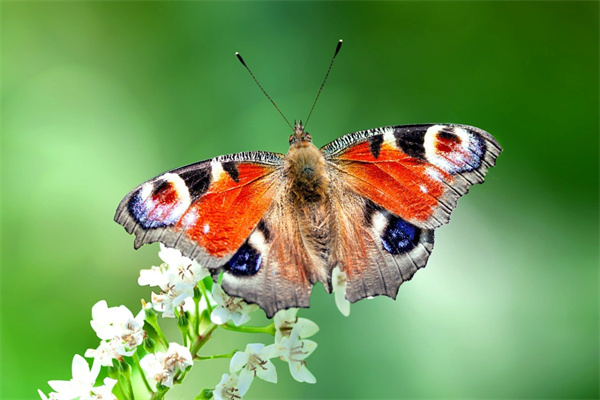 送男性的花(送男性花束哪種花比較好?)