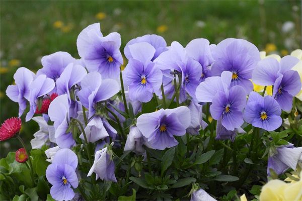 多肉怎樣脫土修根(多肉脫土后怎么種植)