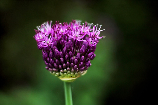 女人送女人過生日送什么鮮花(女人送女人生日送什么禮物好)