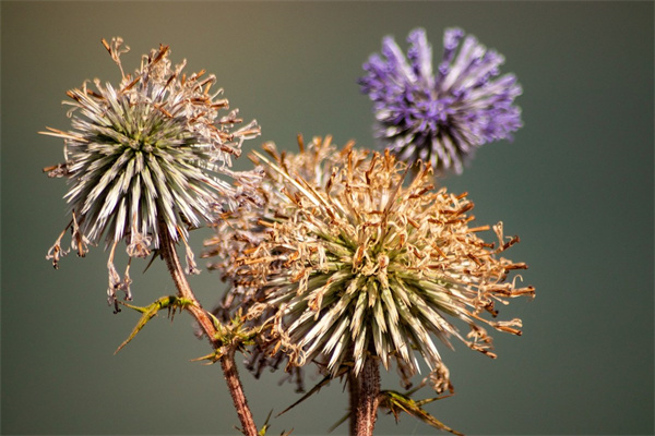 超大花盆適合種什么花(超大花盆適合種什么花卉)