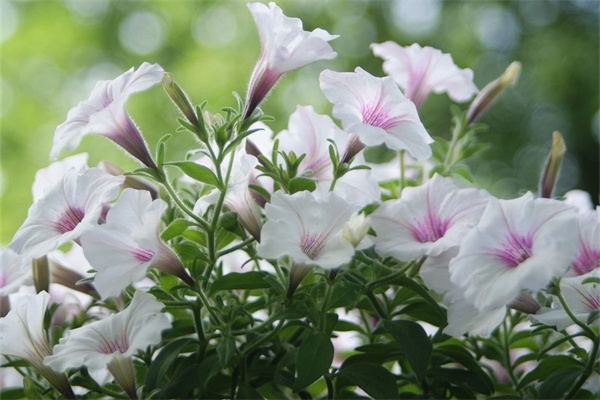 辦公室護(hù)眼綠植(辦公室護(hù)眼綠植推薦)