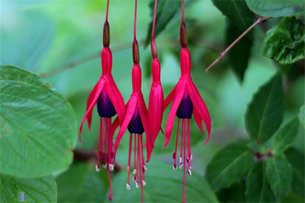 結婚的人適合送什么花(結婚可以送什么花比較好呢)