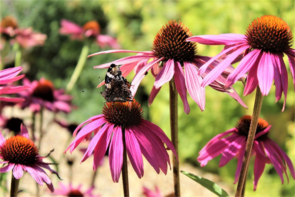 青浦盆栽批發(fā)市場(青浦盆景批發(fā)市場地址)