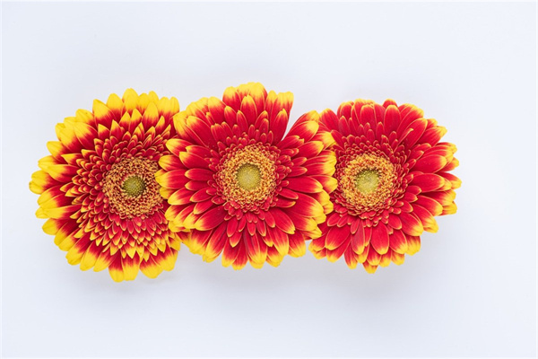 秋天公園里的花(秋天公園里的花都開了)