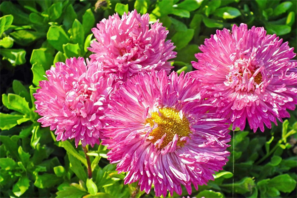 好養的盆栽花卉(好養的盆栽花卉品種)