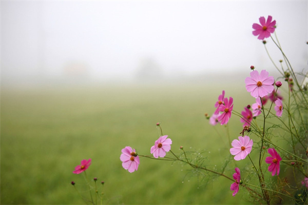 精致盆栽(精致的花盆)