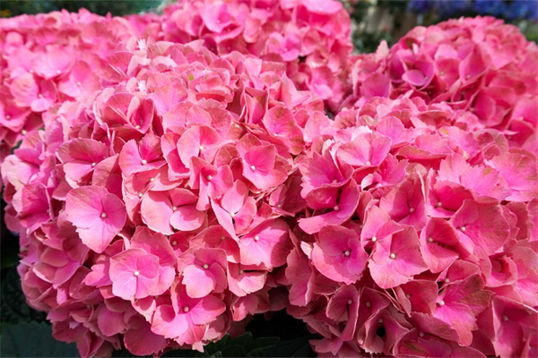 生日禮物送什么花給媽媽(生日禮物送什么花給媽媽好)