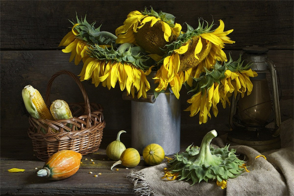 客廳綠植排名(客廳綠植排名前十名品種)