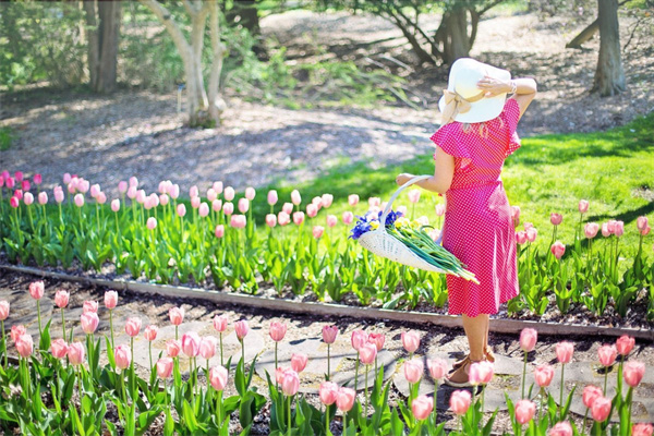 買盆栽花卉在什么網買(買盆栽花卉在什么網買比較好)