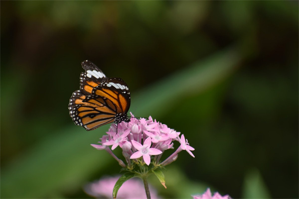 11朵粉色玫瑰代表什么(不同花色的玫瑰的寓意)