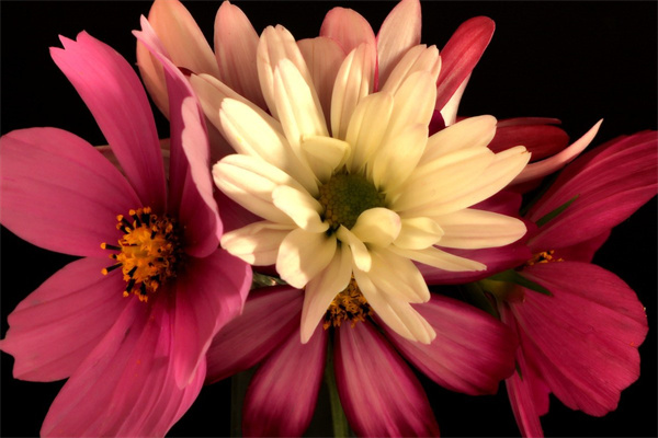 什么盆景耐旱又耐寒容易種植(盆栽什么花耐寒又耐旱耐熱又好養)