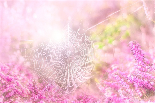 見女生送什么花(第一次和女孩子見面送什么花)