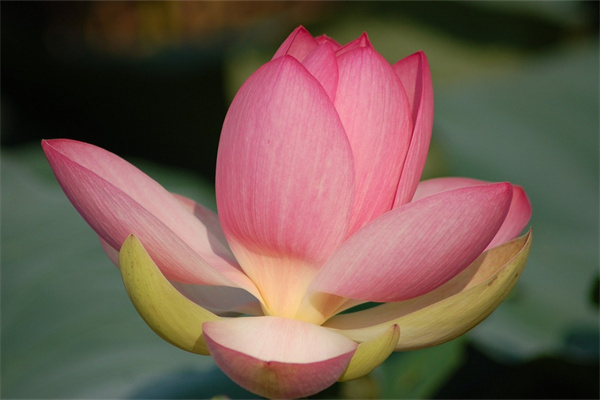 馬醉木盆栽能養多久(馬醉木盆栽能養多久啊)