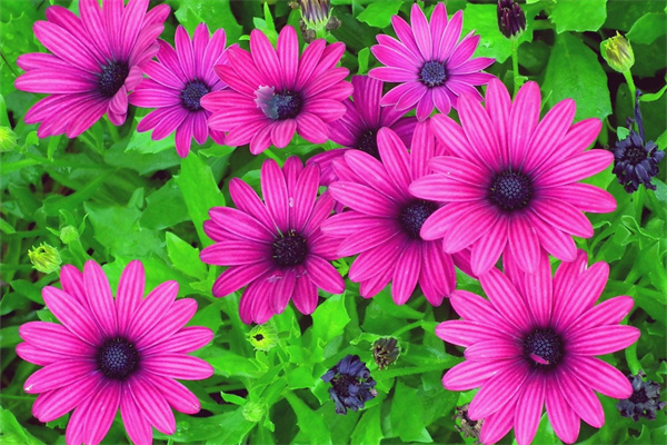 南寧綠植盆栽批發(南寧哪里買盆栽便宜)