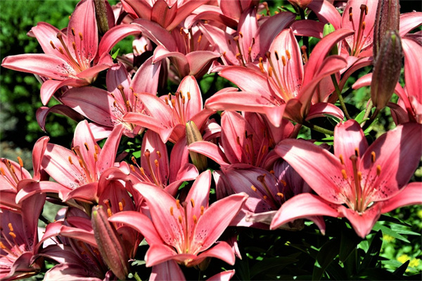 花語(yǔ)是平安喜樂(lè)的花(什么花語(yǔ)是平安喜樂(lè))