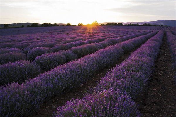給朋友接風送什么花(接風送什么禮物)