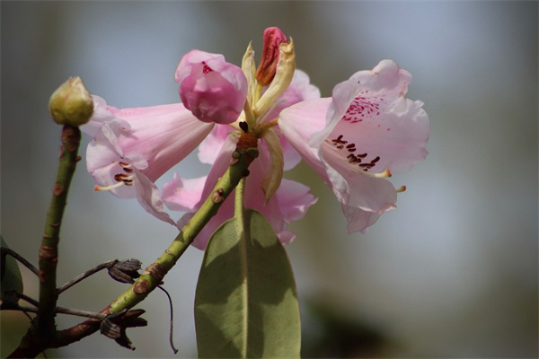 姐姐送什么鮮花(姐姐送什么鮮花合適)