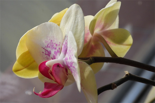 送男朋友什么花好一點(送男朋友什么花比較好一點)