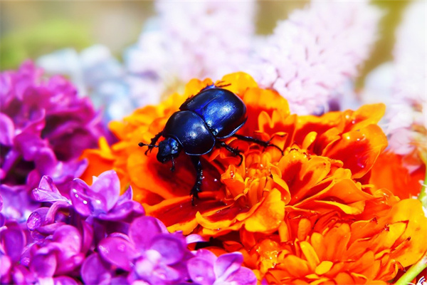 媽媽生日兒子送什么花好(媽媽生日兒子送什么花好一點)