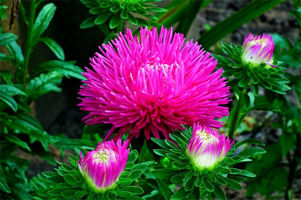 如何給買來的花澆水(買的花怎么澆水)