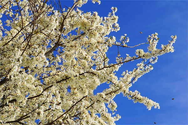 老人過生日送什么花好(適合7080歲的老年人生日禮物)