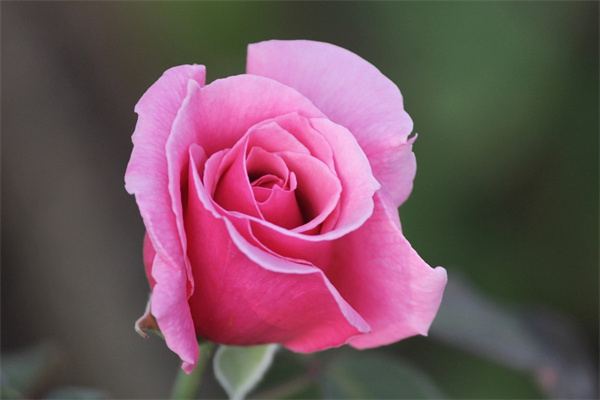 綠植一帆風(fēng)順?biāo)嘣趺答B(yǎng)(一帆風(fēng)順的水培方法法和注意事項(xiàng))