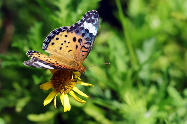 室內(nèi)綠植香味(室內(nèi)綠植香味有哪些)