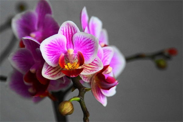 用水養的綠植(水養的綠植哪個好養)