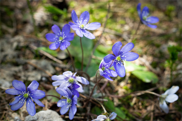 送男生送什么花合適(送男生送什么花合適一點)