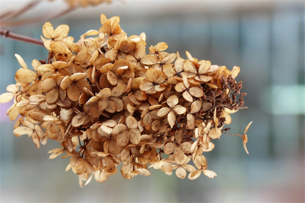 玫瑰花什么作用(普通的玫瑰花可以吃嗎)