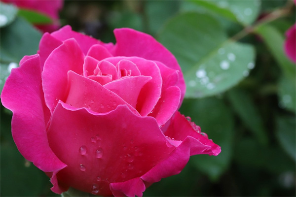 好看的花卉盆栽(好看的盆栽花卉圖片及名稱)