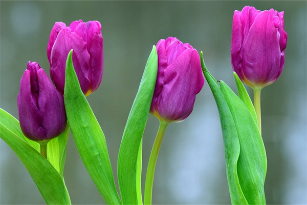 櫻花的花語是什么意思(關于櫻花的品種代表的含義)