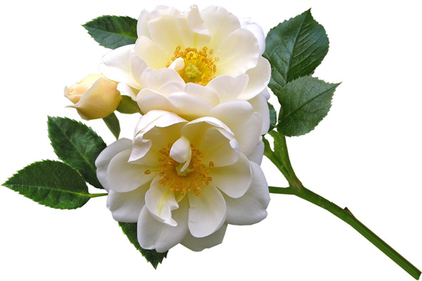 家中好養的綠植(家中好養的植物)