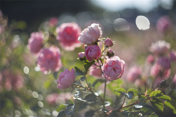 植物租賃成都(綠植租賃成都)