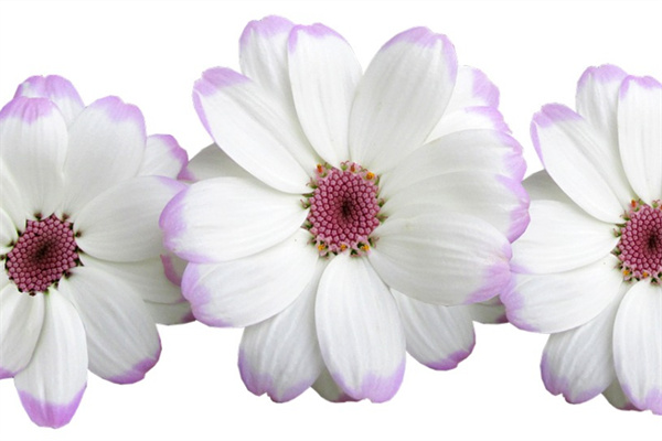 給老師送花送什么合適(給老師送花送什么合適呢)