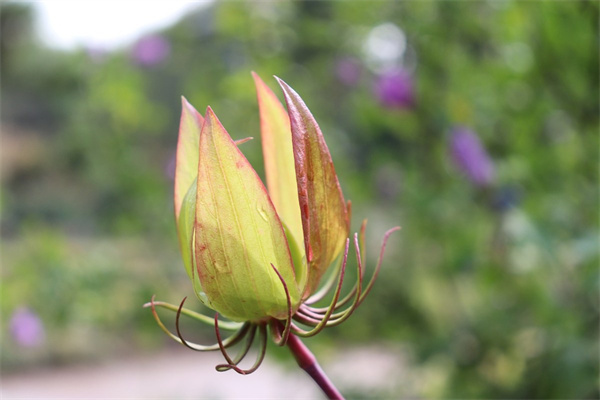 室內客廳養什么花好(適合室內客廳養的花和植物)
