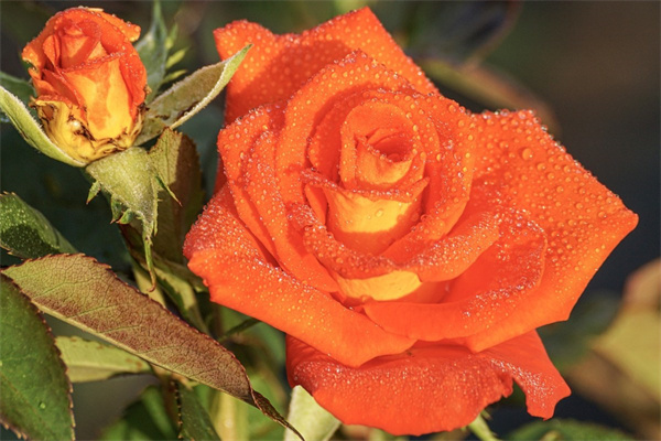 給朋友送花的賀卡怎么寫(送朋友花賀卡的情話)