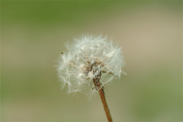 盆栽康乃馨購買(康乃馨的花盆選擇)
