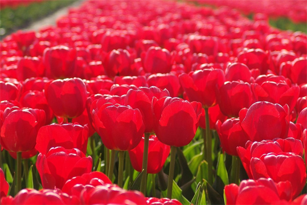 室內魚池養什么植物(室內魚池養什么植物風水好)